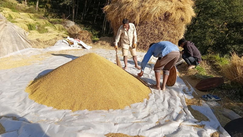 अनियमित मौसमका कारण यस वर्ष भोजपुरमा धान उत्पादन घट्यो