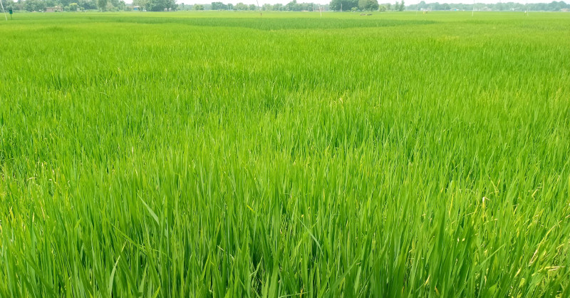 पश्चिम नवलपरासीमा पानी परेपछि धानबाली झाँगिदै