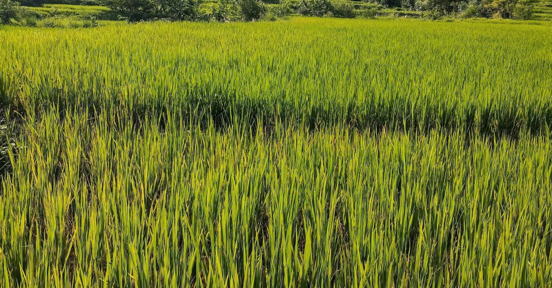 धानबालीमा ब्लाष्ट रोग देखिएपछि बन्दीपुरका किसान चिन्तीत