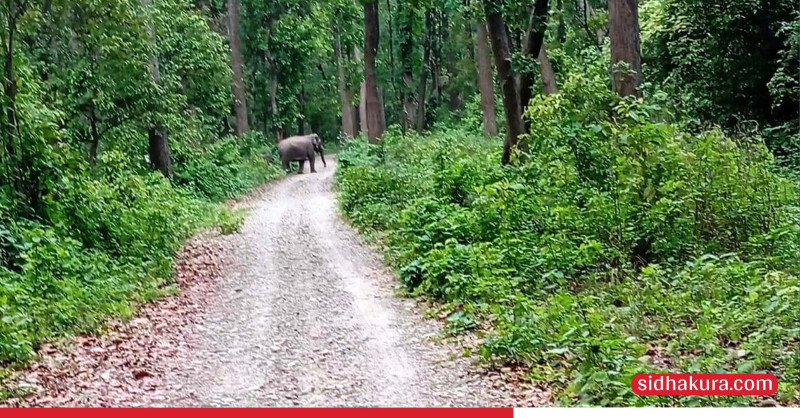 चुरेमा हात्तीको बथान, बस्तीमा त्रास