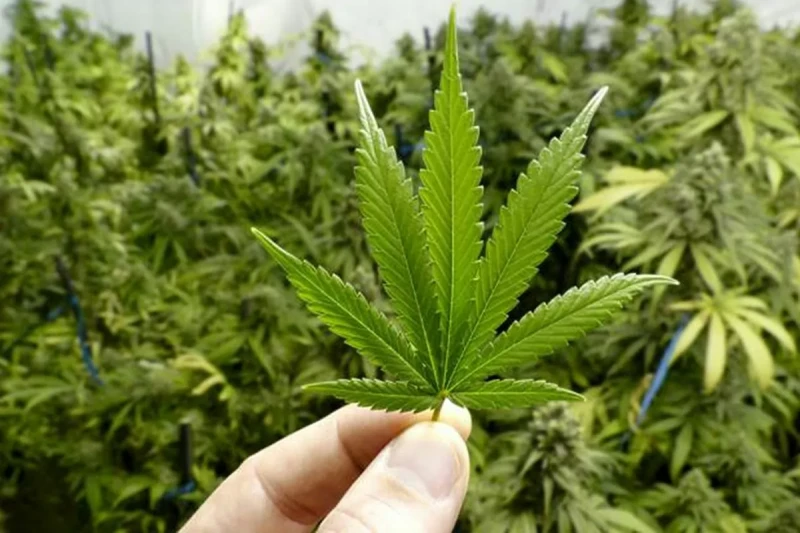 एम्बुलेन्सबाट ५१ किलो गाँजा बरामद