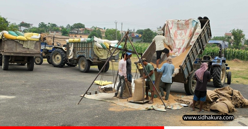 कैलालीमा समर्थन मूल्यभन्दा बढीमा गहुँ बेच्न पाउँदा किसान खुसी