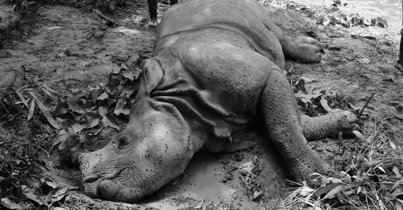 साउनयता नौ गैँडाको मृत्यु