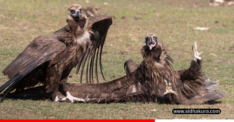 कावासोतीको शान्त र हरियो परिवेशभित्र जटायु भल्चर रेस्टुरेन्ट(तस्बिरहरु)