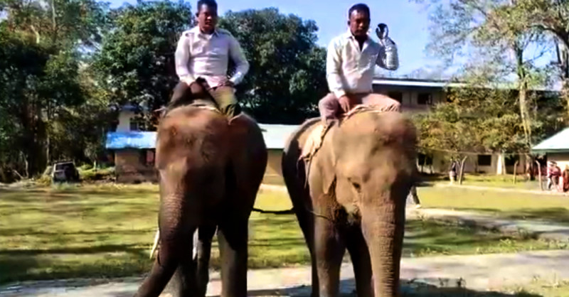 कतारलाई उपहार दिन लागिएको हात्तीको बासस्थलबाट बिदाइ