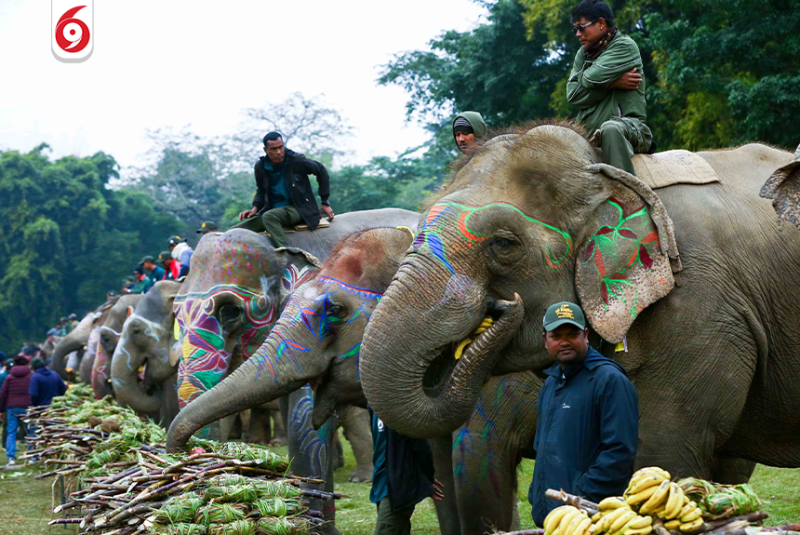 हात्तीलाई वनभोज खुवाएर चितवन हात्ती तथा पर्यटन महोत्सव समापन(तस्बिरहरु)