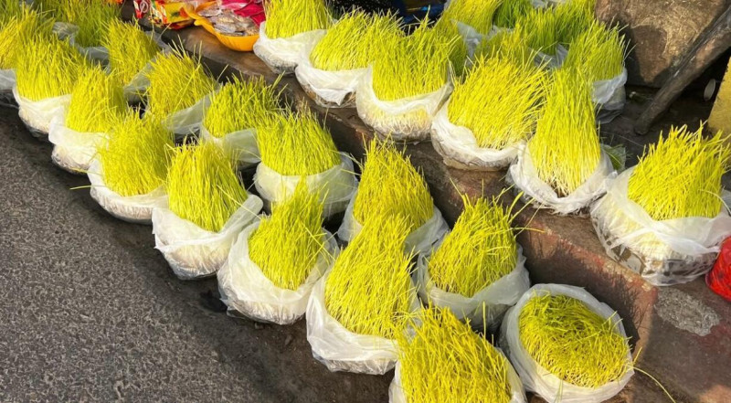बिक्रीमा जमरा, किनेर लगाउने पनि उत्तिकै