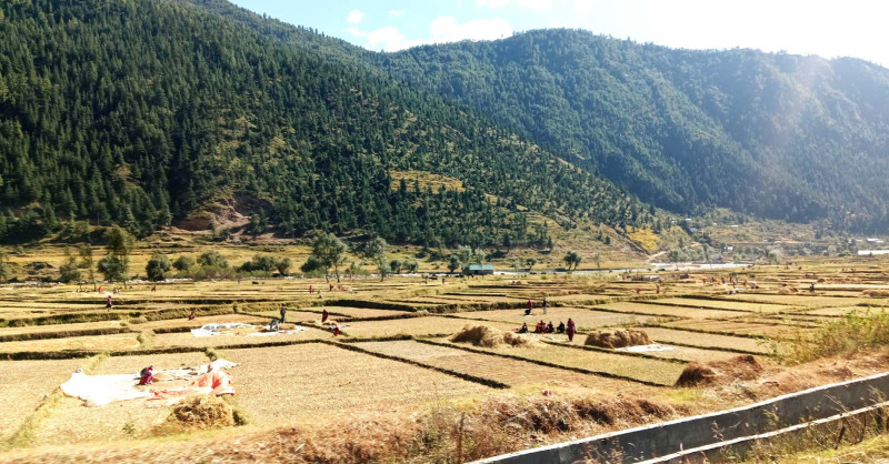 जुम्ली किसानलाई मार्सीधान काट्न चटारो