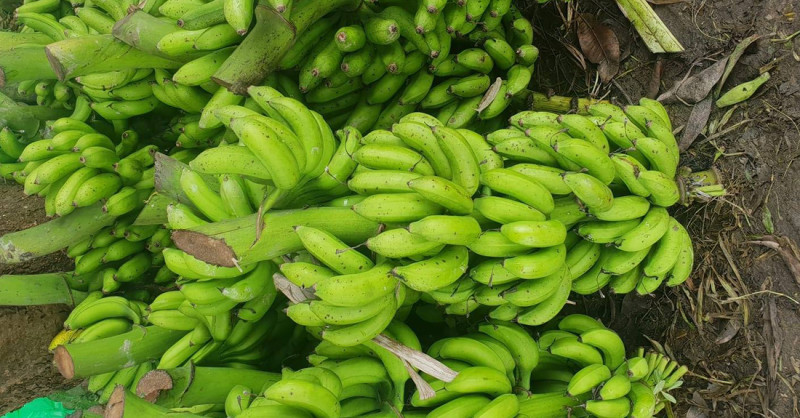 नेपाली केराले नै दसैँ, तिहार र छठ धान्ने, आयात नगर्न अनुरोध