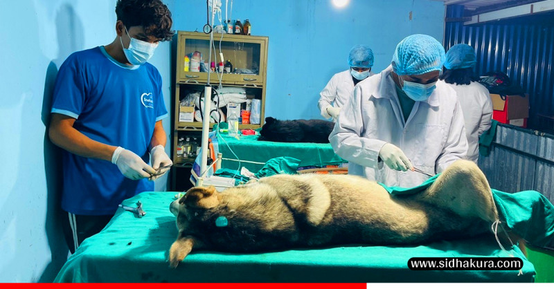 २ हप्तामा १ हजार १२० वटा सामुदायिक कुकुरको बन्ध्याकरण