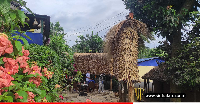 यस वर्ष तनहुँमा मकै उत्पादनमा वृद्धि