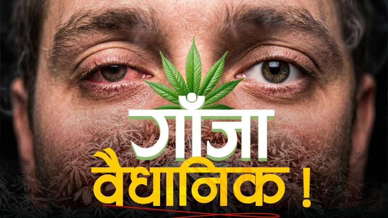 गण्डकीमा गाँजा खेतीलाई वैधानिकता, संघसँग बाझिएको कानुन कसरी हुन्छ कार्यान्वयन ?