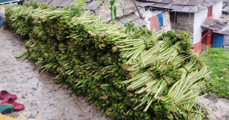घरखर्च चलाउने आम्दानी बन्न थाल्यो निहुरो