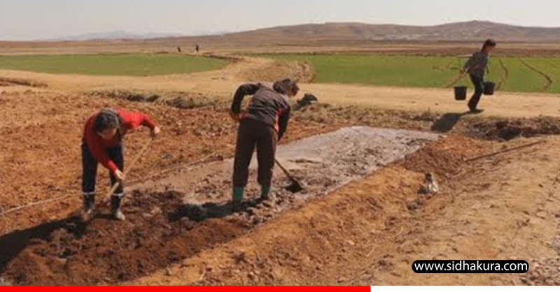 गम्भीर खडेरीले उत्तर कोरियामा खाद्य चिन्ता