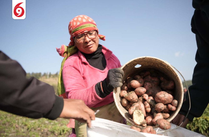 आलु भित्राउँदै पनौतीका किसानहरु