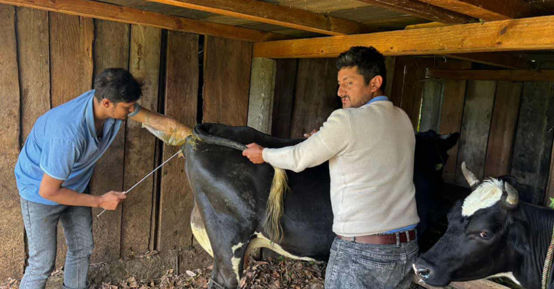 अन्नपूर्णका पशुमा कृत्रिम गर्भाधान