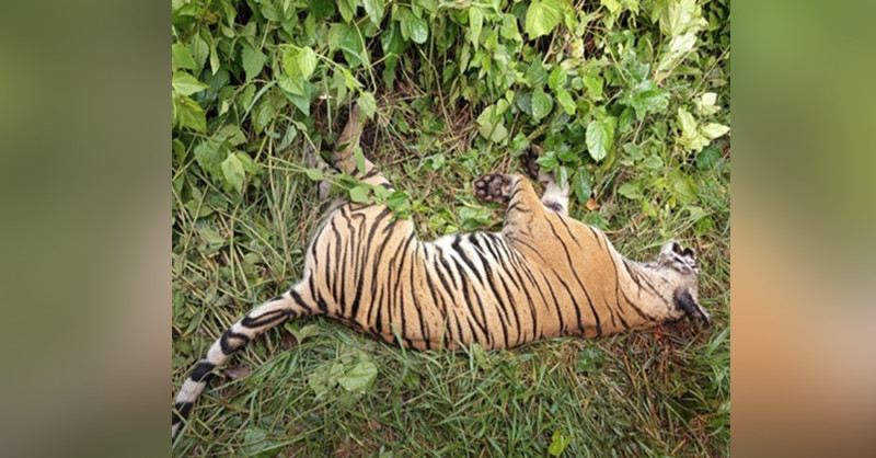 पर्साको ठोरीमा पाटे बाघ मृत फेला
