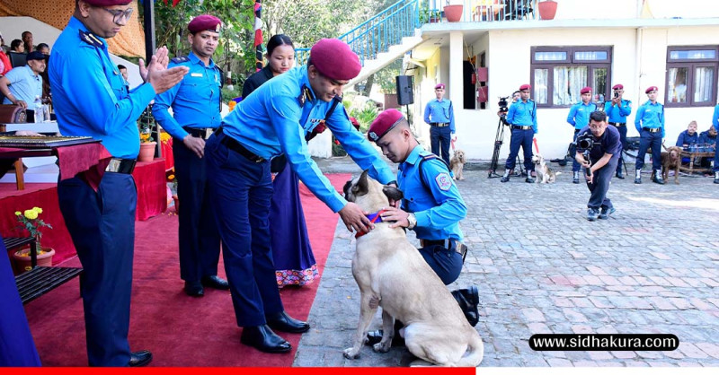 नेपाल प्रहरी केनाइन कार्यालयमा कुकुर पूजा, ‘टाइगर’ कुकुर पुरस्कृत