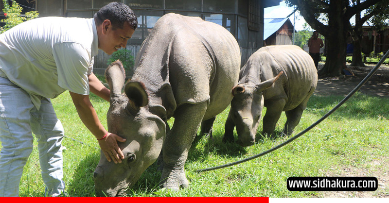 बजेट अभावमा गत वर्ष रोकिएको गैँडा गणना यसपाली गरिने