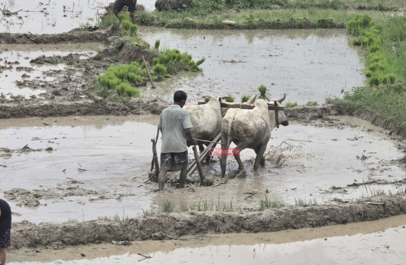 आठ लाख १६ हजार ४०५ हेक्टरमा रोपाइँ सम्पन्न