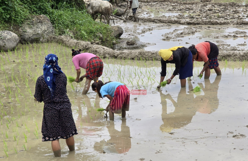 आज असार १५ : दही चिउरा खाएर धान दिवस मनाइँदै