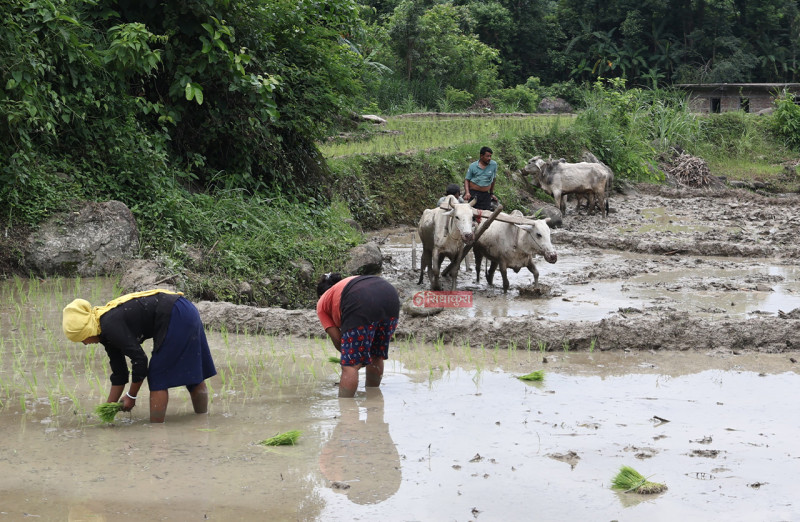 बर्खा लागेसँगै रोपाइँको चटारो (तस्बिरहरू)