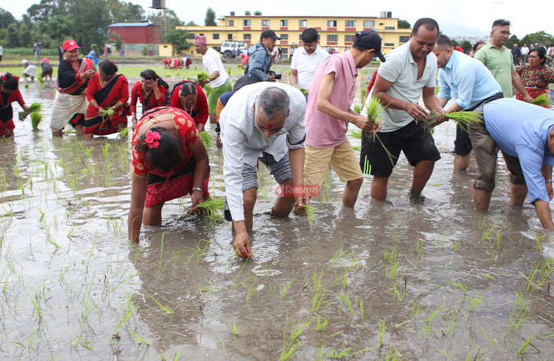 धान रोपाइँमा कृषि मन्त्री रामनाथ अधिकारी (तस्बिरहरू)