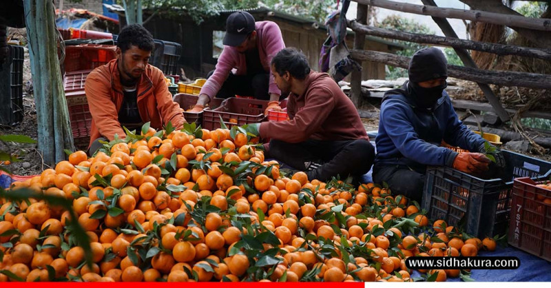 माघ लागेपछि किसानले बल्ल सुन्तला टिप्न थाले