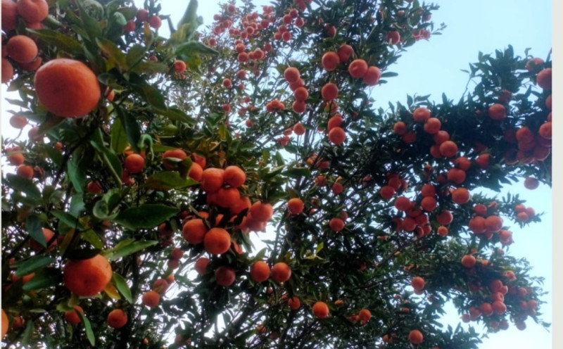 सुन्तला खेतीले फेरिँदै भोजपुरका किसानको जीवनस्तर