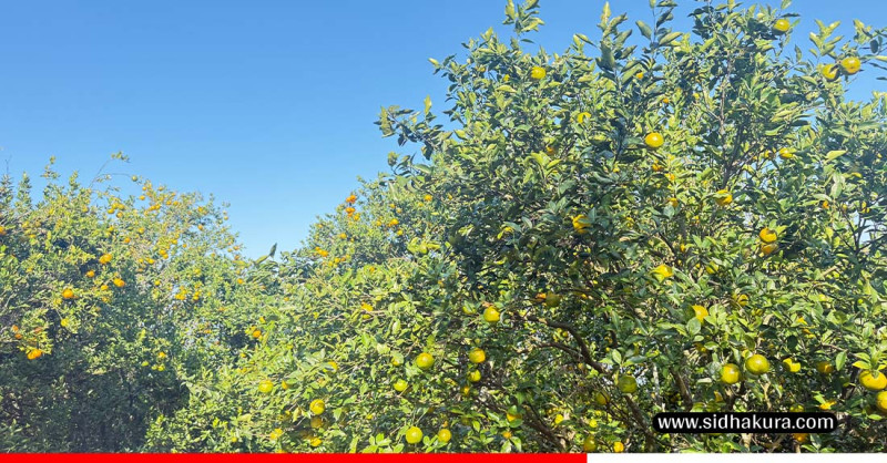 बारीबाटै सुन्तला बिक्री हुन थालेपछि नवलपरासीका किसान खुसी