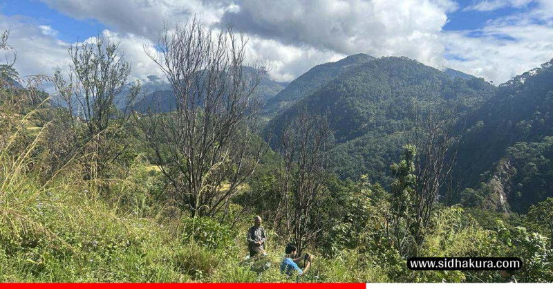 ‘पकेट’ क्षेत्रमै सुन्तलाका बोट सुक्न थालेपछि किसान वैकल्पिक खेती तर्फ अग्रसर