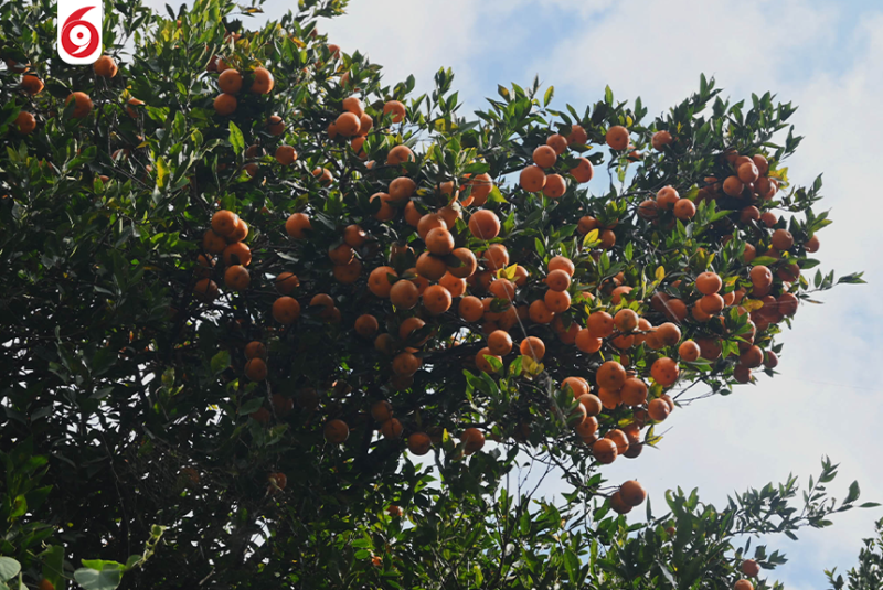 पोखरा महानगरको सुन्तला पकेट क्षेत्रमा लटरम्म फलेका सुन्तला(तस्बिरुहरु)