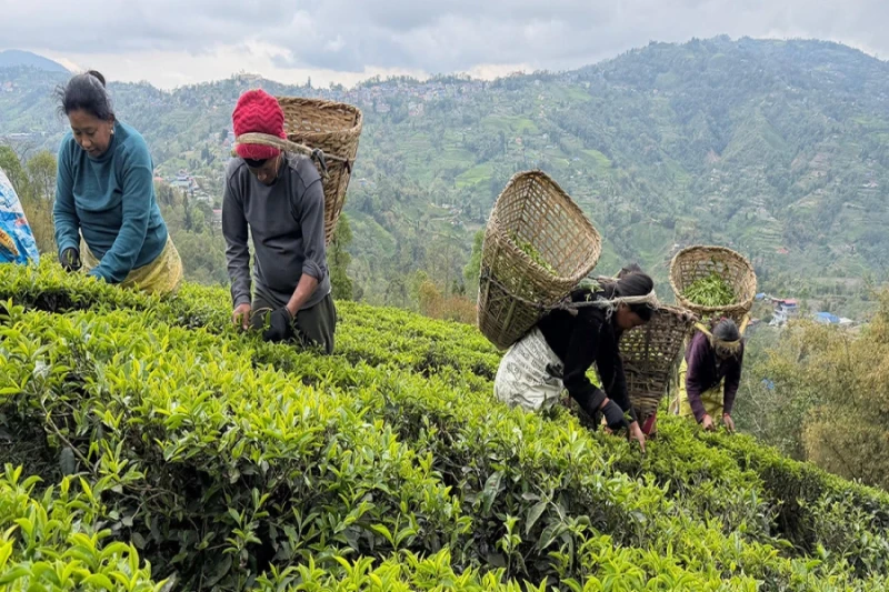 झापामा चिया परीक्षण प्रयोगशाला स्थापनाको यस्तो पहल