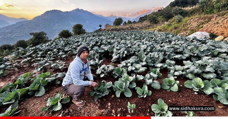 तीन दशकपछि गाउँ फर्किएर तरकारी खेतीमा रमाउँदै कमलप्रसाद
