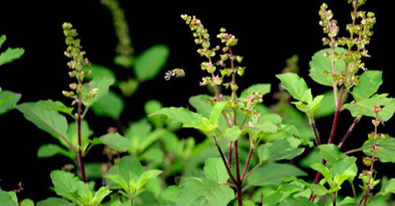 आज हरि बोधिनी एकादशीः घरमा रोपिएको तुलसीलाई दामोदरसँग विवाह गरिँदै