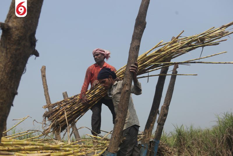 पौरखी हातहरु : बाराका किसानलाई उखु काट्न चटारो (तस्बिरहरू)