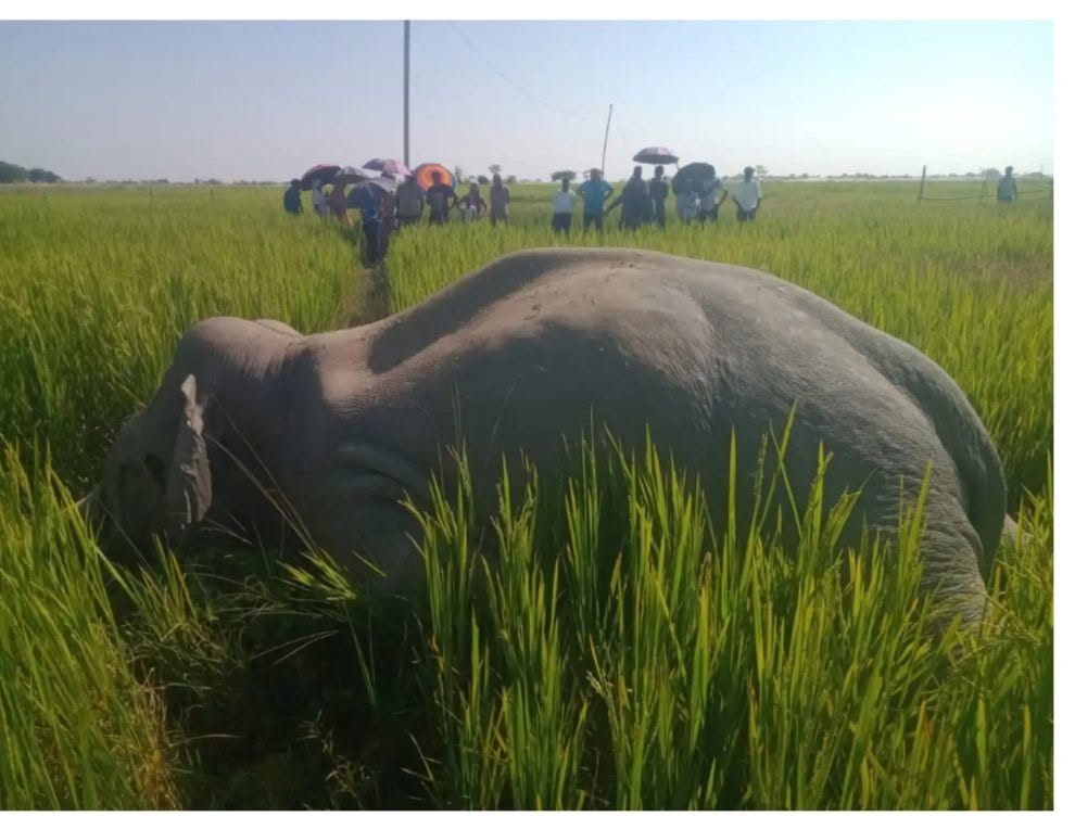 उदयपुरमा ‘सानो दारे’ नामको जङ्गली हात्ती मृत फेला