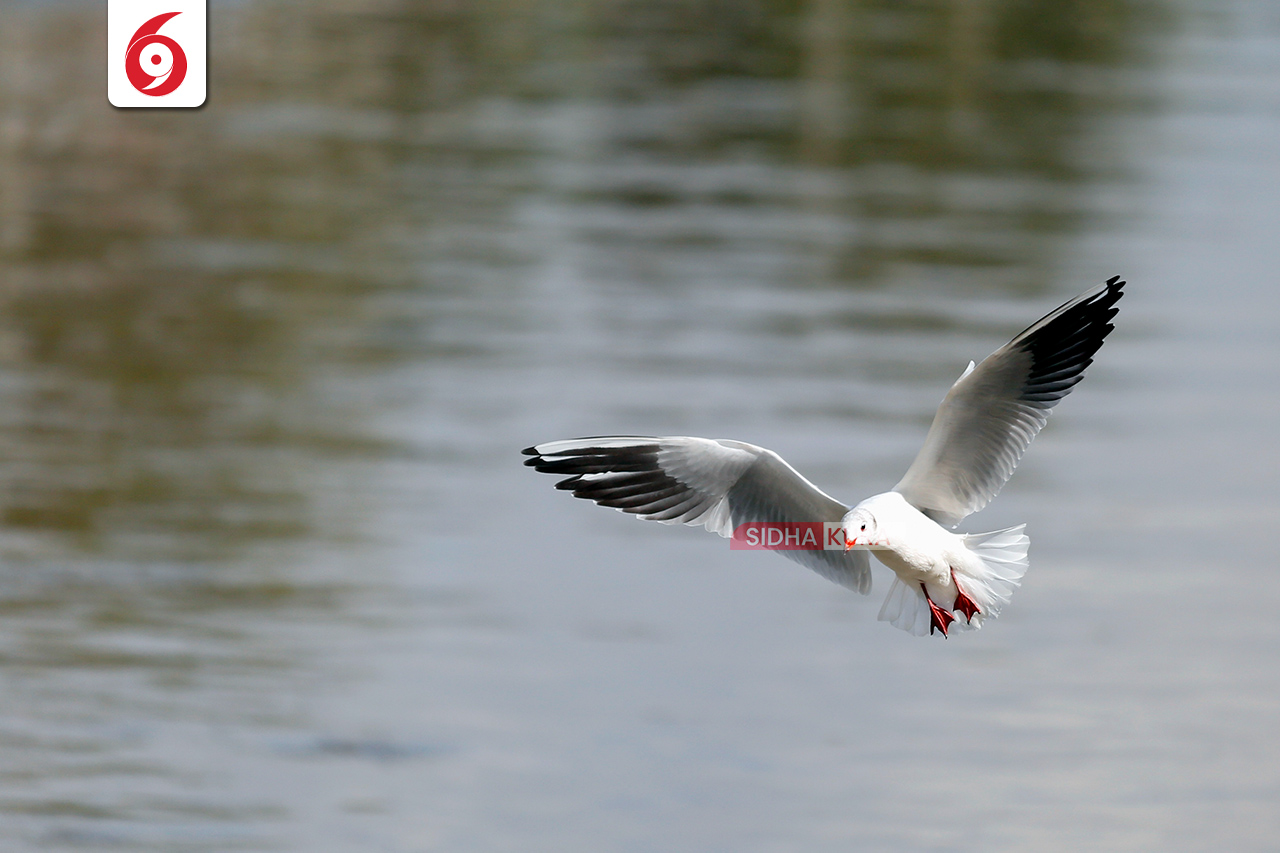 Black-Headed-Gull-(1)-1762169572.jpg