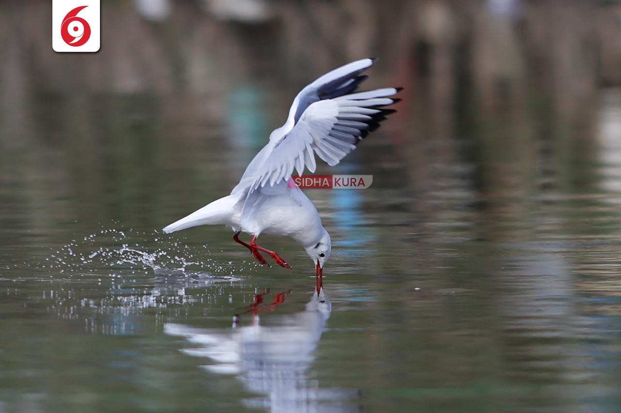 Black-Headed-Gull-(10)-1762169575.jpg