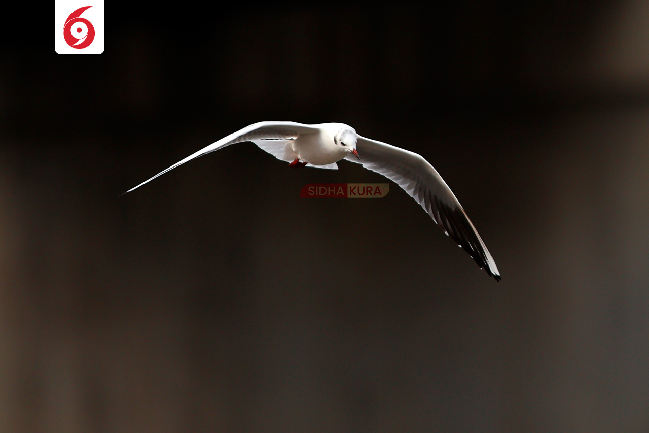 Black-Headed-Gull-(11)-1762169576.jpg
