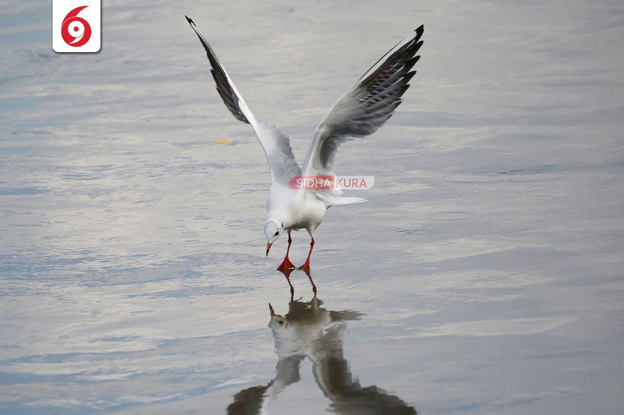 Black-Headed-Gull-(12)-1762169576.jpg