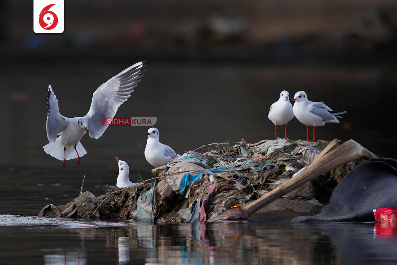 Black-Headed-Gull-(2)-1762169572.jpg
