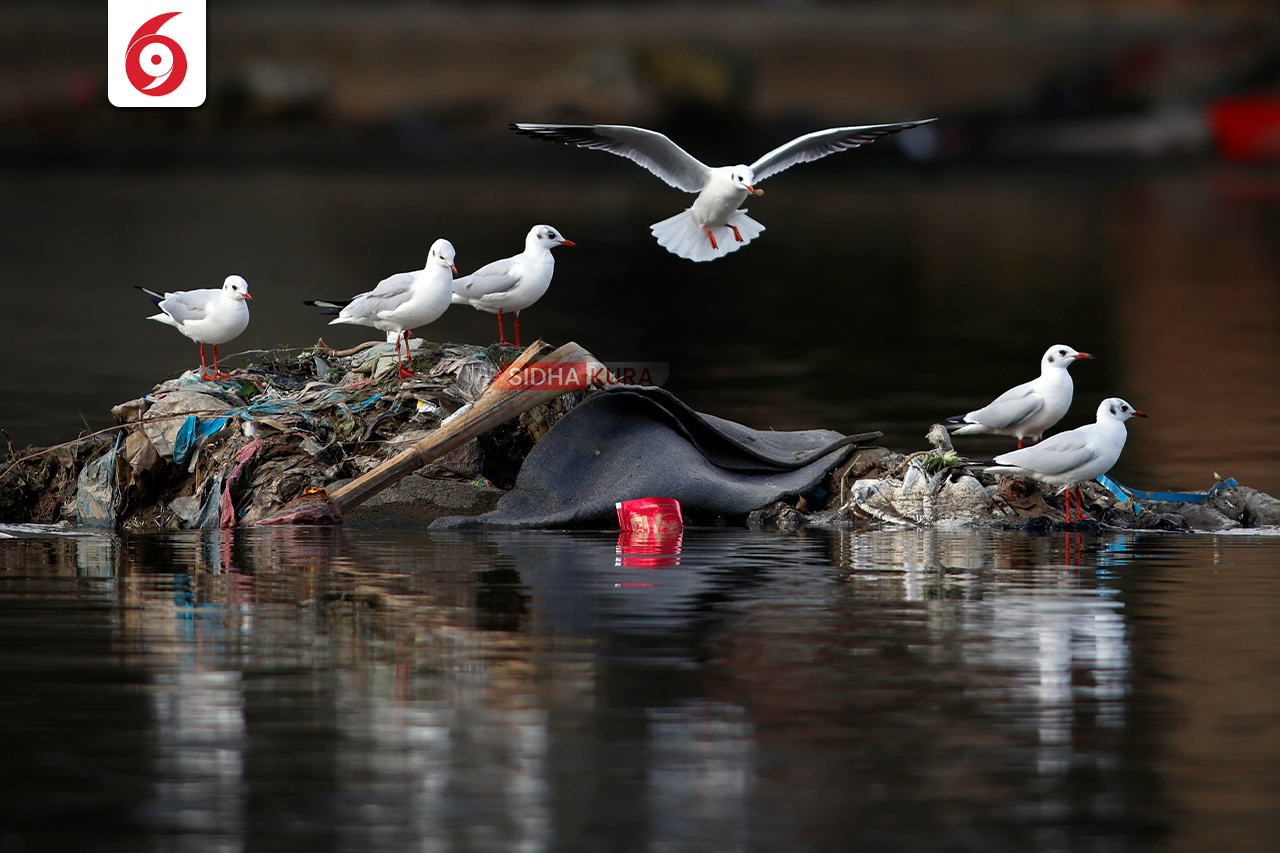 Black-Headed-Gull-(4)-1762169573.jpg