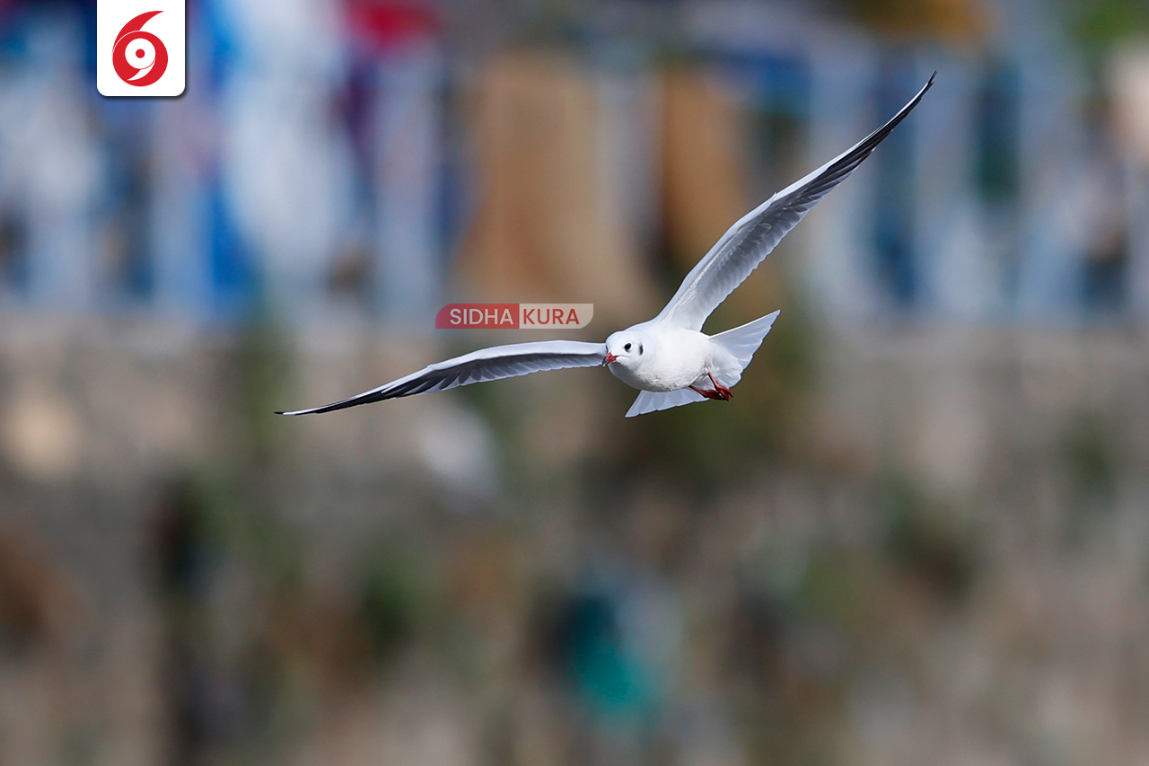 Black-Headed-Gull-(5)-1762169573.jpg