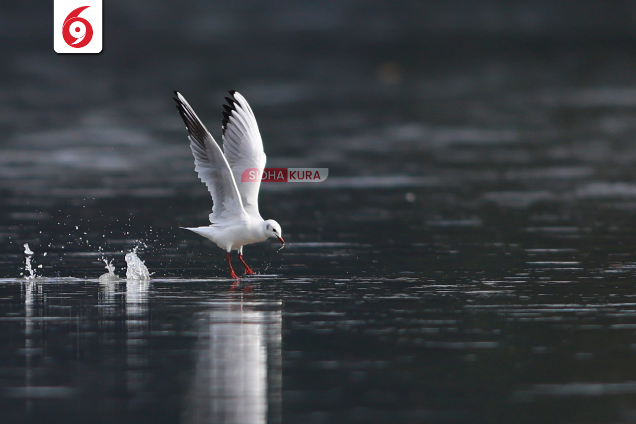 Black-Headed-Gull-(6)-1762169573.jpg