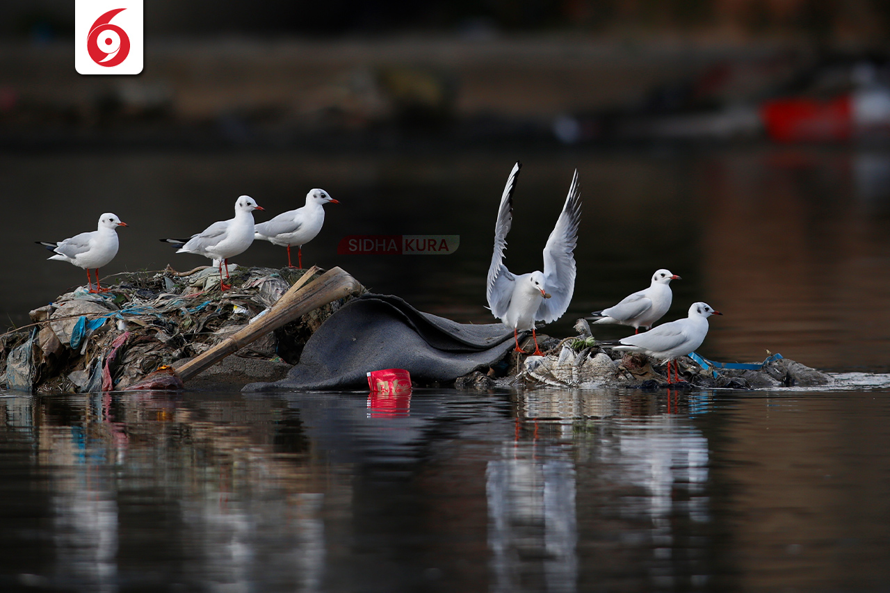 Black-Headed-Gull-(7)-1762169574.jpg