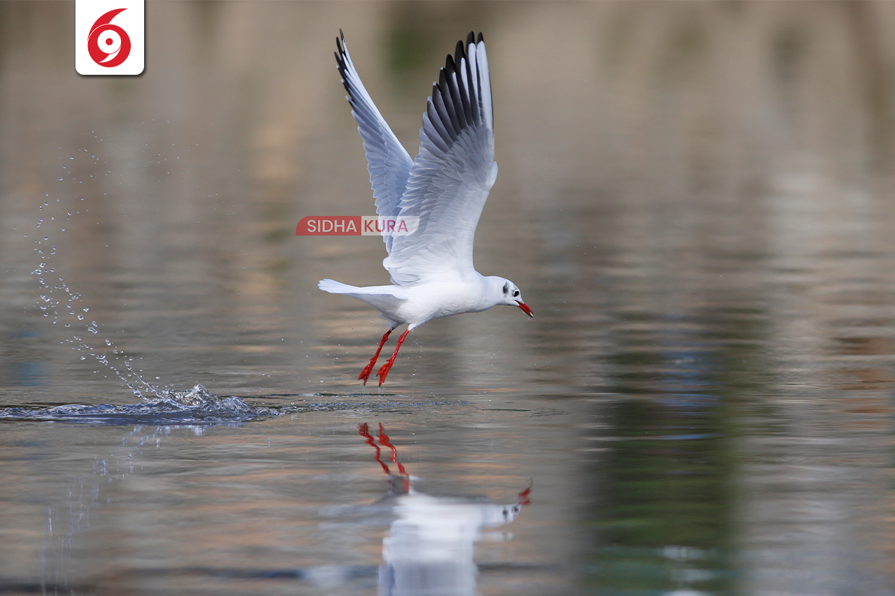 Black-Headed-Gull-(8)-1762169574.jpg
