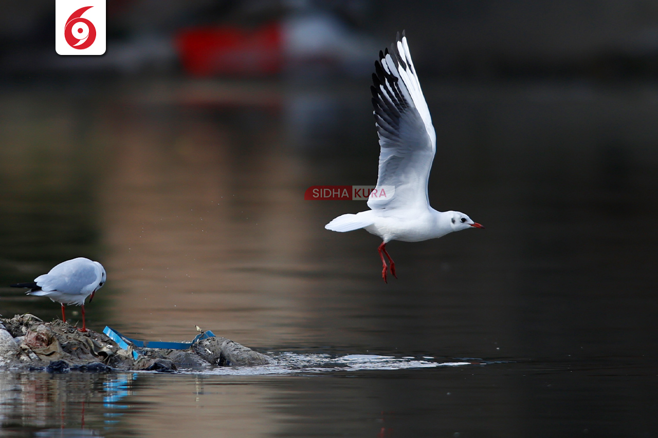 Black-Headed-Gull-(9)-1762169575.jpg