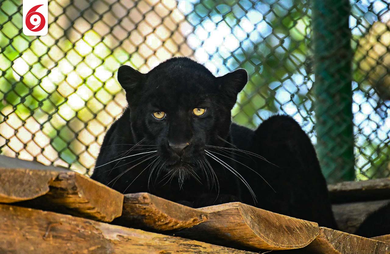 कालो चितुवा 'ब्ल्याक प्यान्थर' प्रदर्शनीमा