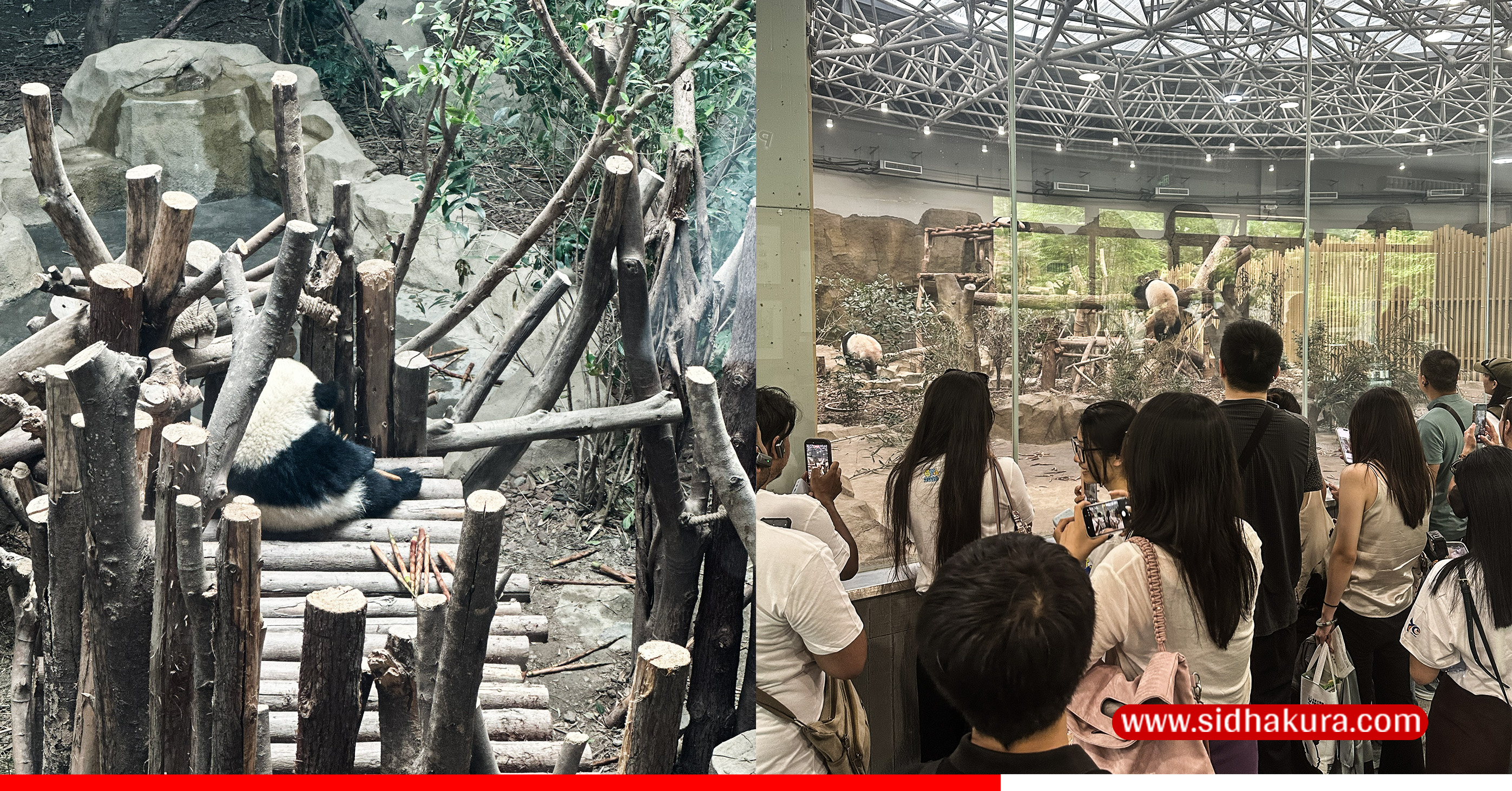 CHENGDU-PANDA-PARK-1-1789569225.jpg